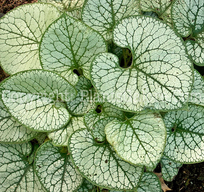 PGC-P-Brunnera-macrophylla-Jack-Frost-2010-04