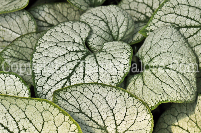 PGC-P-Brunnera-macrophylla-aka-Caucasian-Bugloss-1