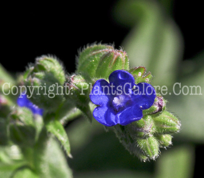 PGC-P-Brunnera-macrophylla-aka-Caucasian-Bugloss-1013v-2