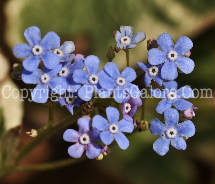 PGC-P-Brunnera-macrophylla-aka-Caucasian-Bugloss-2