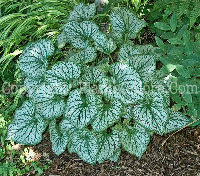 PGC-P-Brunnera-macrophylla-aka-Caucasian-Bugloss-3