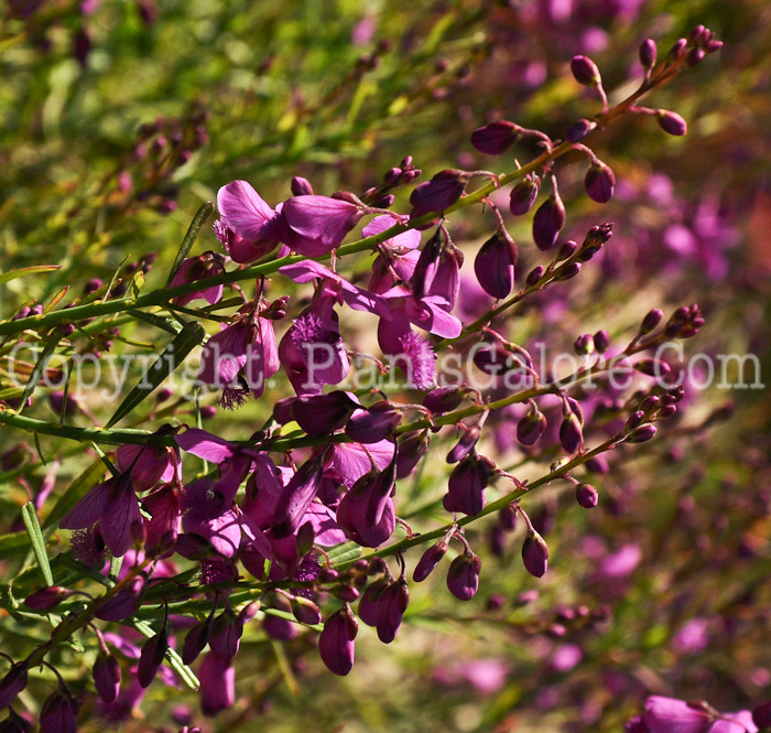 PGC-P-Brunsvigia-radulosa-aka-Candelabra-Flower-1