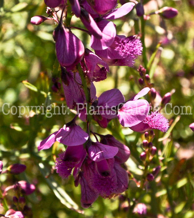 PGC-P-Brunsvigia-radulosa-aka-Candelabra-Flower-2