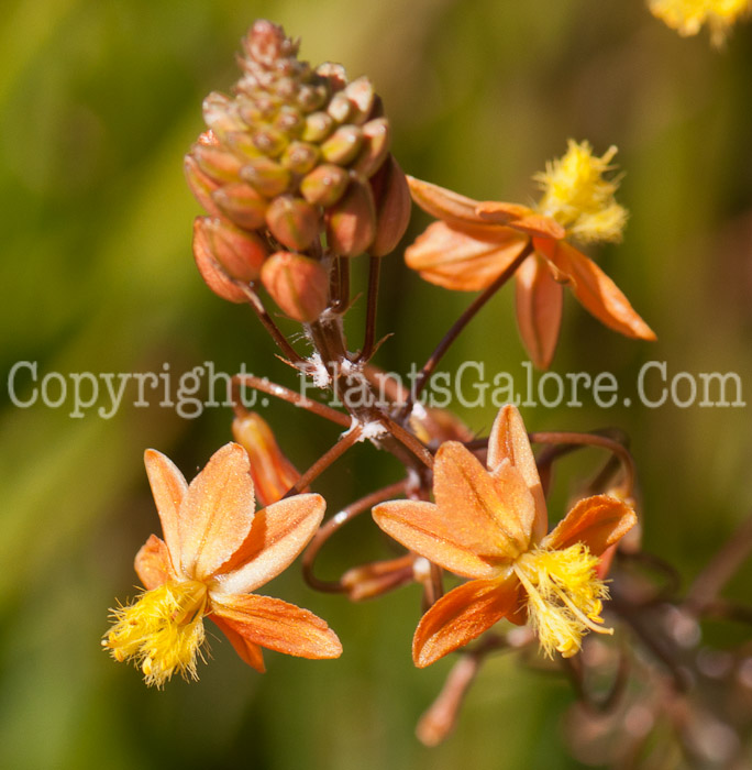 PGC-P-Bulbine-frutescens-0514c-3