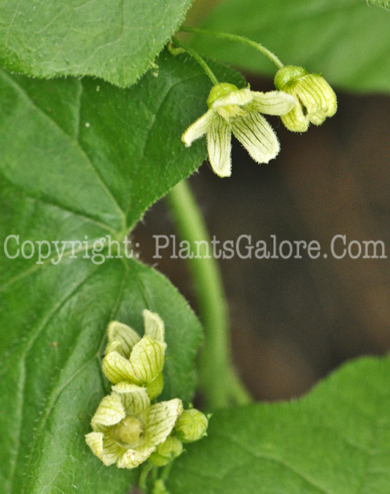 PGC-V-Bryonia-cretica-aka-Common-Bryony-1