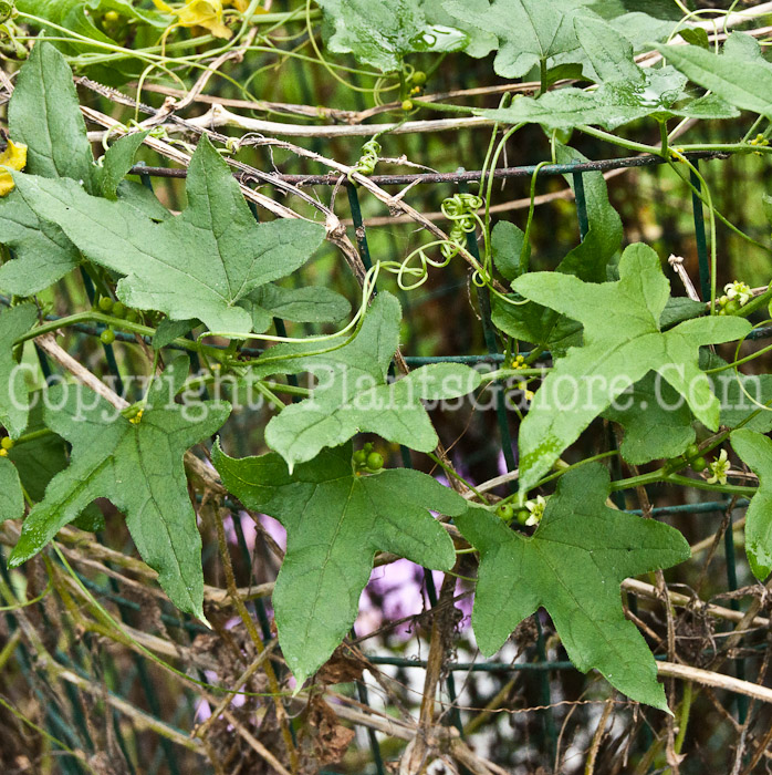 PGC-V-Bryonia-cretica-aka-Common-Bryony-1013t-2