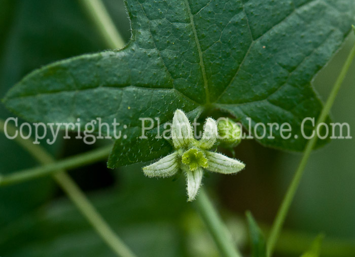 PGC-V-Bryonia-cretica-aka-Common-Bryony-1013v-3