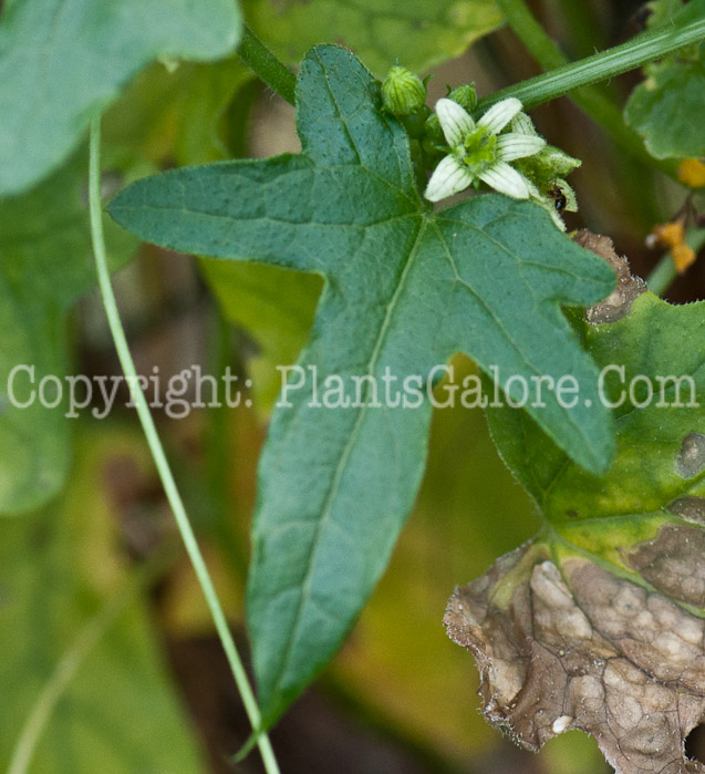 PGC-V-Bryonia-cretica-aka-Common-Bryony-1013v-5