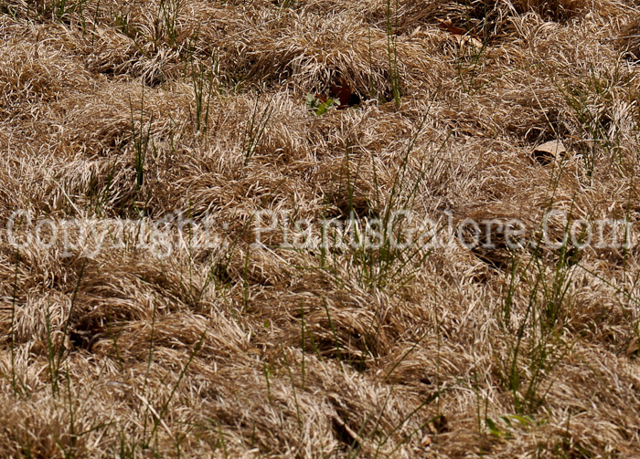 PGC-G-Buchloe-dactyloides-aka-Buffalo-Grass-1