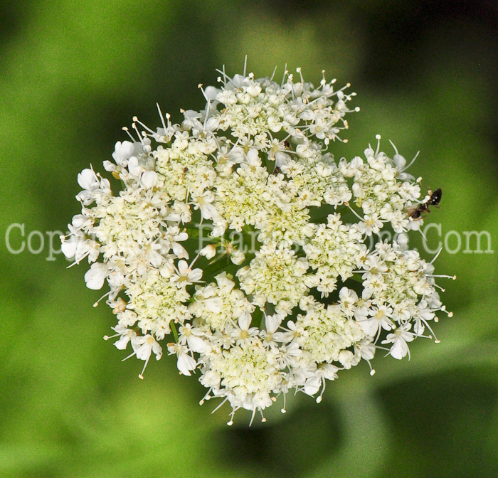 PGC-B-Bunium-bulbocastanum-aka-Tuberous-Caraway-0613-2