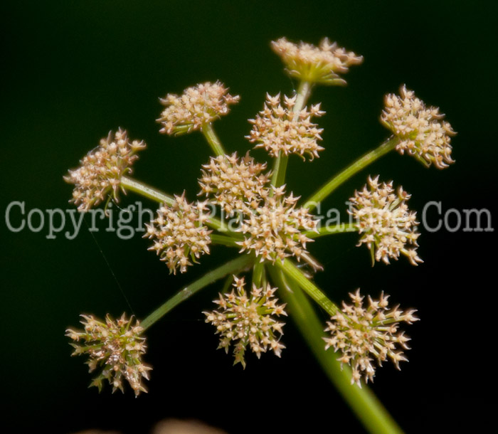 PGC-P-Bunium-bulbocaastanum-aka-Tuberous-Caraway-0714c-2