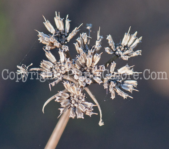 PGC-P-Bunium-bulbocastanum-aka-Tuberous-Caraway-1013-1