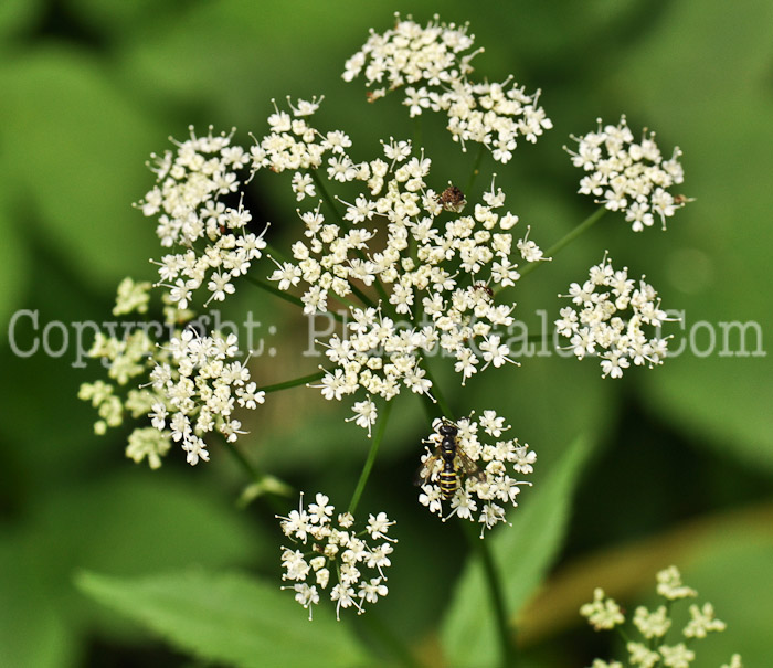 PGC-P-Bunium-bulbocastanum-aka-Tuberous-Caraway-3