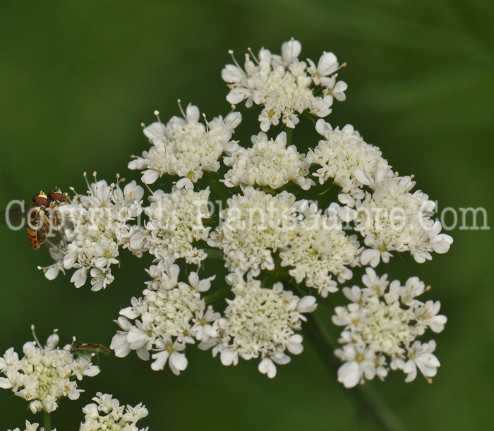 PGC-P-Bunium-bulbocastanum-aka-Tuberous-Caraway-5