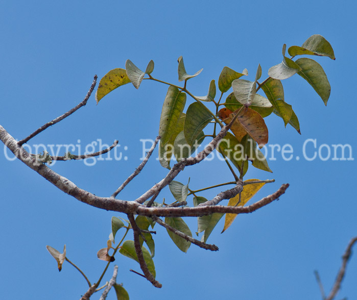 PGC-T-Bursera-simaruba-aka-Gumbo-Limbo-0214-3