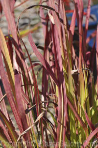 PGC-G-Imperata-cylindrica-Red-Baron-Bordines-8-2011-02