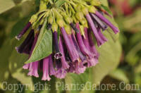 PGC-P-Iochroma-Royal-Queen-MSU-10-2011-002