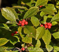 PGC-S-Ilex-verticilata-Jim-Dandy-MSU-10-2011-001