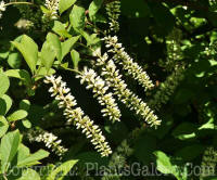 PGC-S-Itea-virginica-Longspire-Arnold-6-2011-002