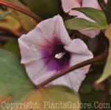 PGC-V-Ipomoea-Desana-Compact-Red-2011-004