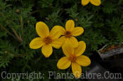 PGC-A-Bidens-Divine-Goldilocks-Rocks-2010-002