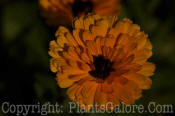 PGC-A-Calendula-AA-officinalis-0008