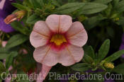 PGC-A-Calibrachoa-AA-2010-001