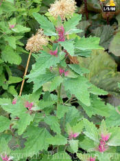 PGC-A-Chenopodium-album-md-2010