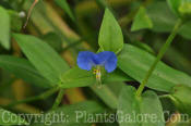 PGC-A-Commelina-communis-7-2011-001