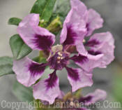 PGC-A-Cuphea-flavea-Purple-Pink-2011-02