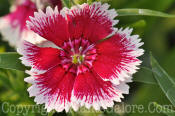 PGC-A-Dianthus-Floral-Lace-Picotee-1-2010