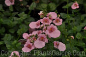 PGC-A-Diascia-Darla-Light-Pink-1-2010