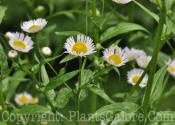 PGC-A-Erigeron-annuua-2011-001