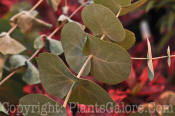 PGC-A-Eucalyptus-cinerea-2011-05-003