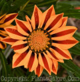 PGC-A-Gazania-Kiss-Flame-Mix-2010-003