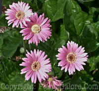 PGC-A-Gerbera-Drakenburg-Daisy-Pink-x3x-2010-001