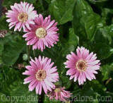 PGC-A-Gerbera-Drakenburg-Daisy-Pink-x3x-2010-001