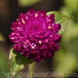 PGC-A-Gomphrena-Las-Vegas-Purple-2010-001