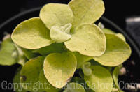 PGC-A-Helichrysum-thianschanicum-Lemon-Licorice-licorice-plant-1-2010