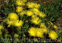 PGC-A-Lampranthus-2010-003