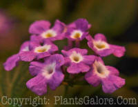 PGC-A-Lantana-Lucious-Grape-2011-05-003