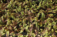 PGC-A-Leptinella-squalida-Plats-Black-1-2010