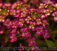 PGC-A-Lobularia-maritima-Easter-Bonnet-Deep-Rose-2010-003