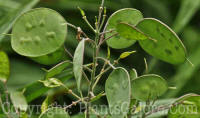 PGC-A-Lunaria-annua-nj-2010