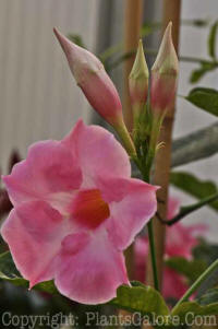 PGC-A-Mandevilla-Alice-Dupont-4-2010