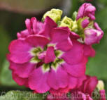 PGC-A-Matthiola-Midget-Rose-Stock-2011-02