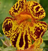 PGC-A-Mimulus-AA-2010-06