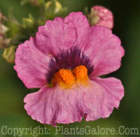 PGC-A-Nemesia-Sunsatia-Raspberry-2010-001