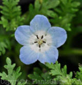 PGC-A-Nemophila-Baby-Blue-Eyes-2011-01