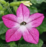 PGC-A-Nicotiana-Saratoga-Rose-02